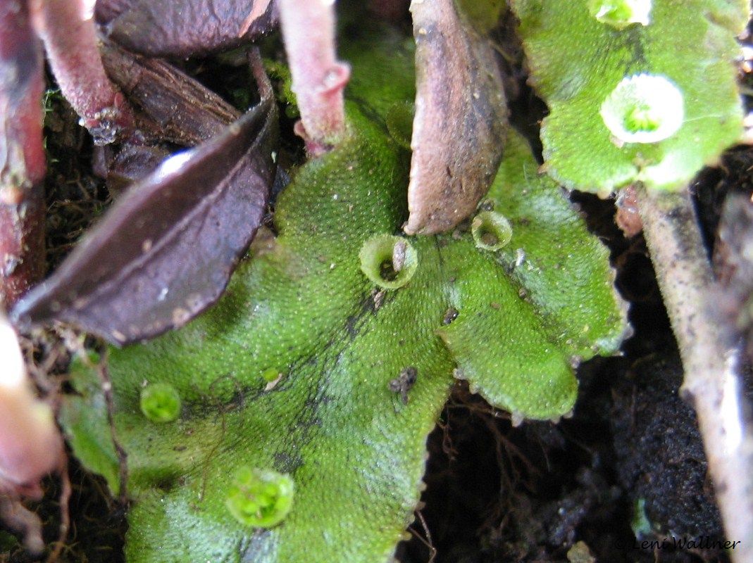 Brunnenlebermoos - Marchantia polymorpha