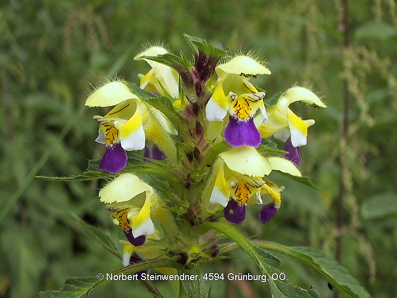 Bunt-Hohlzahn (Galeopsis speciosa)