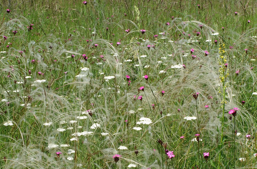 bunter Mix aus Wiesenblumen