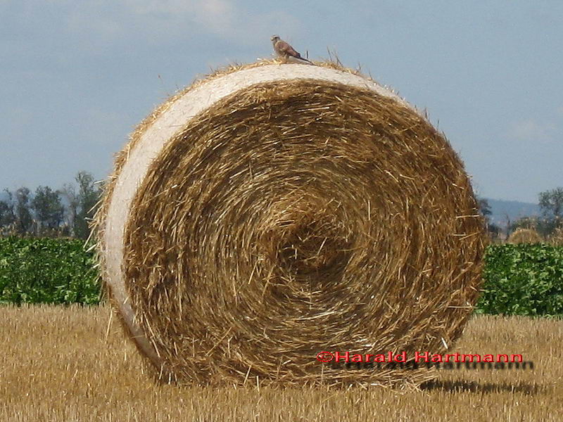 Bussard im Ansitz