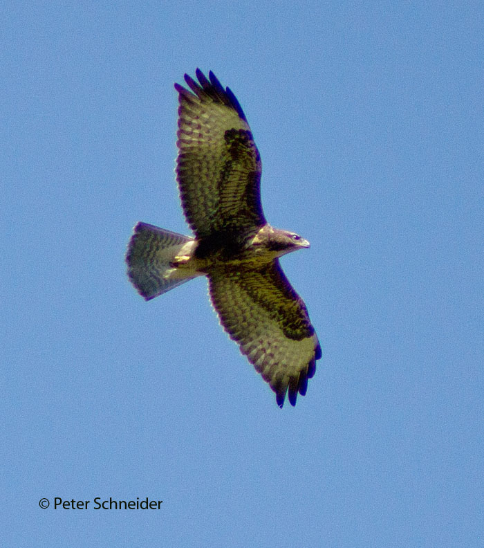 Bussard