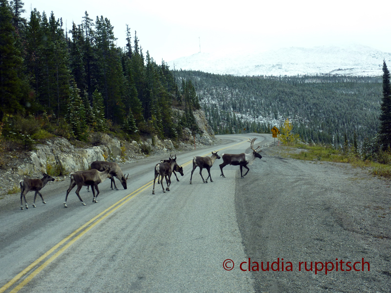 Caribouherde, British Columbia, Canada