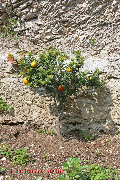 Chinotto bzw. Bitterorange in "La Limonaia del Castel" in Limone