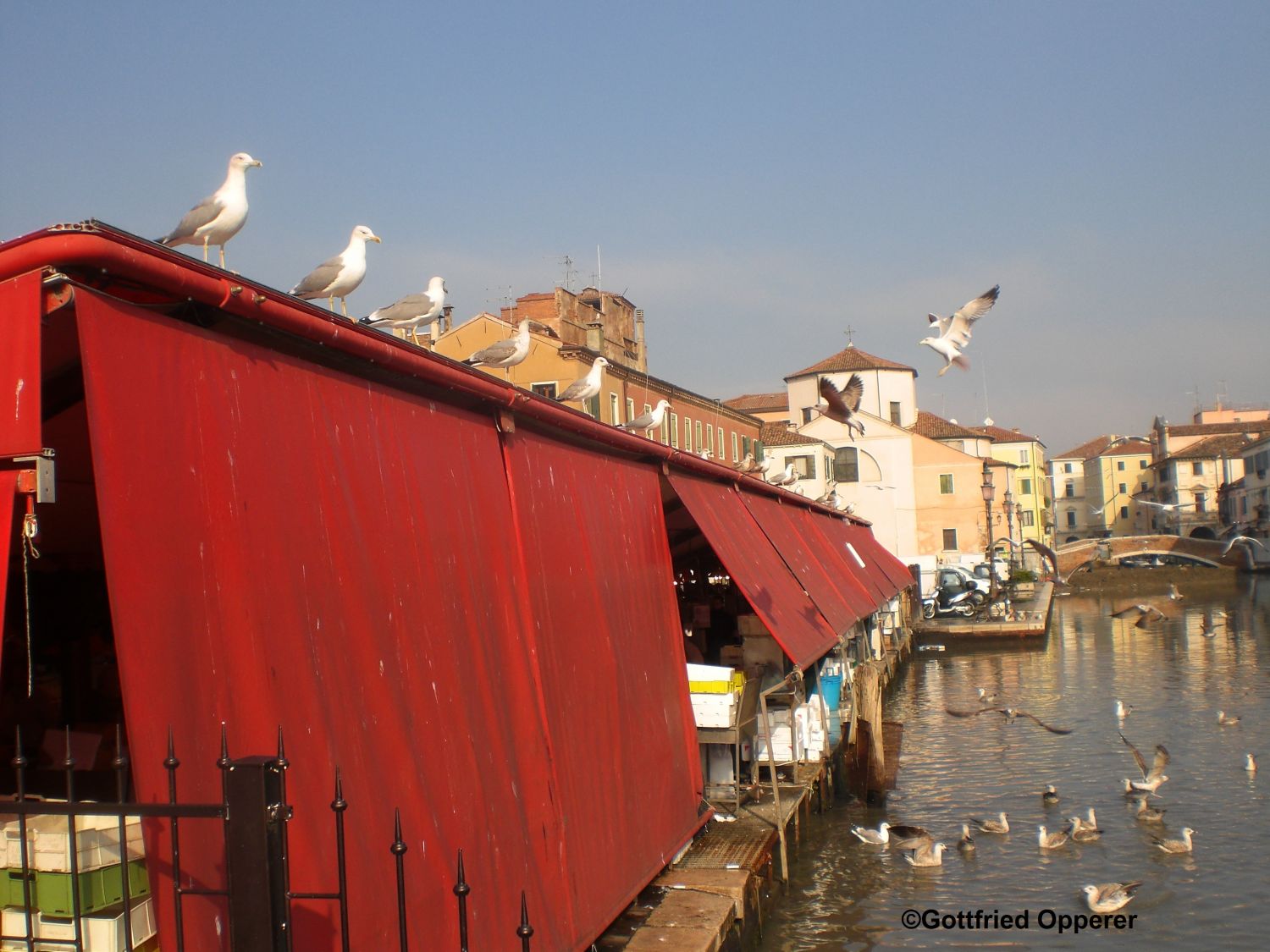 Chioggia