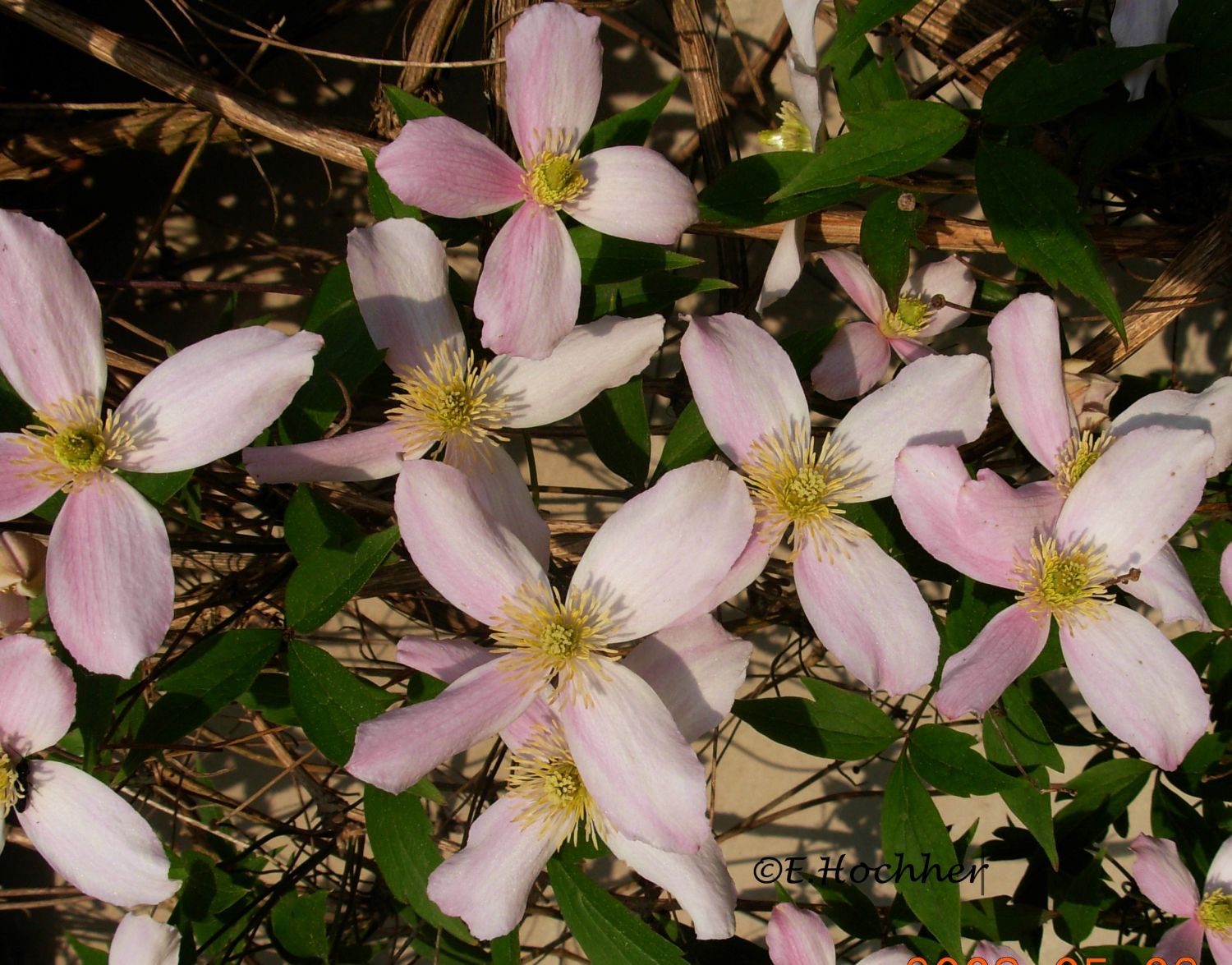 Clematis "Nelly Moser"