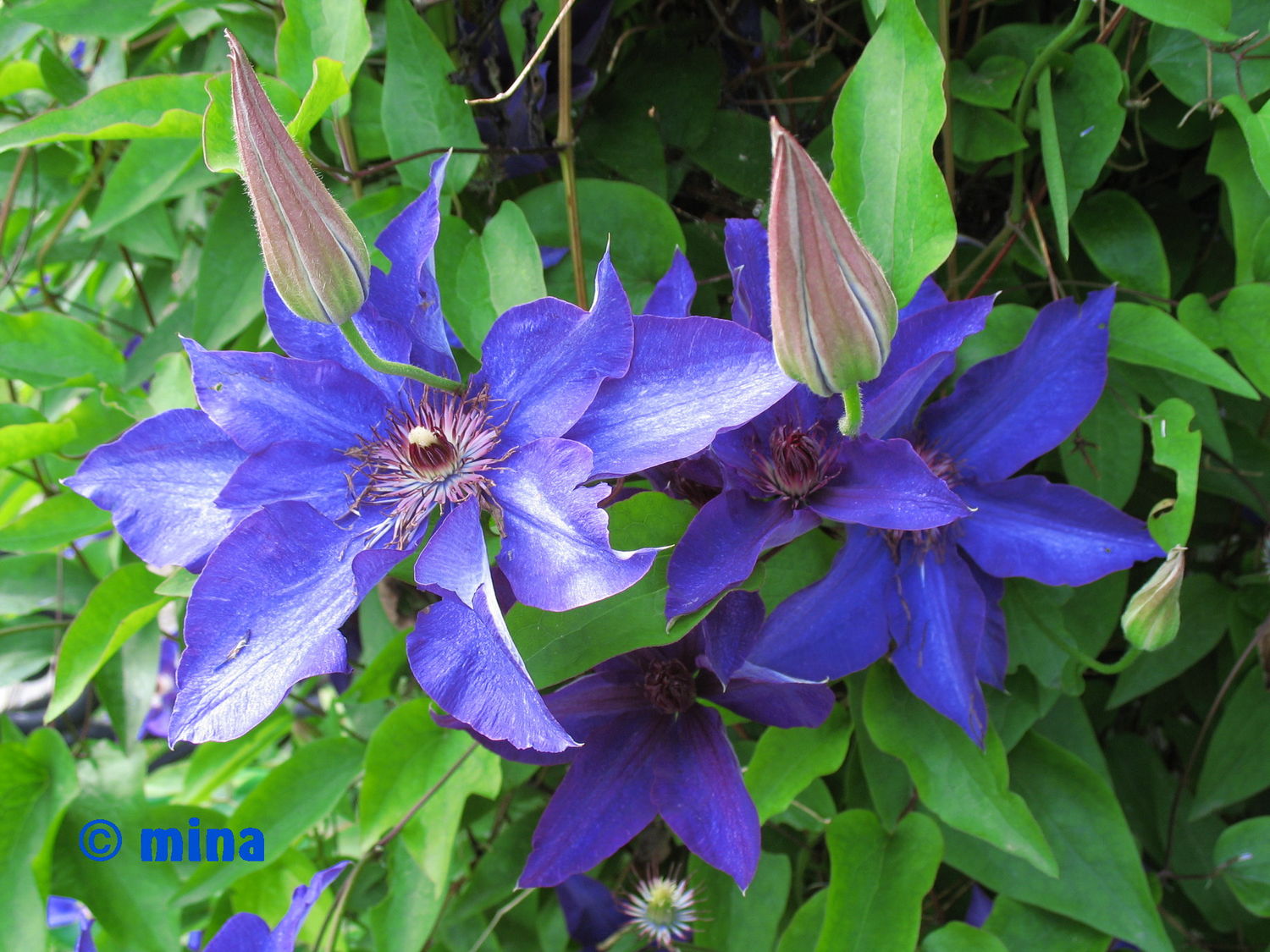 clematis