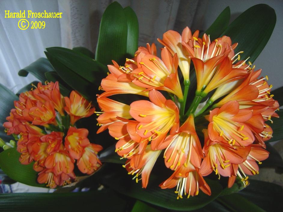 Clivia