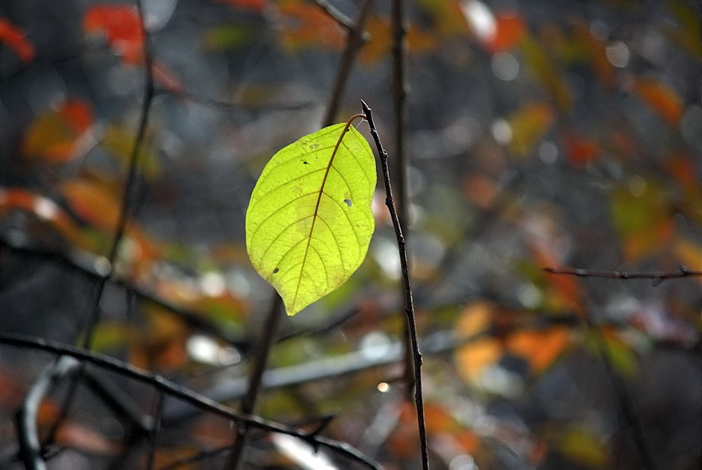 Das Blatt