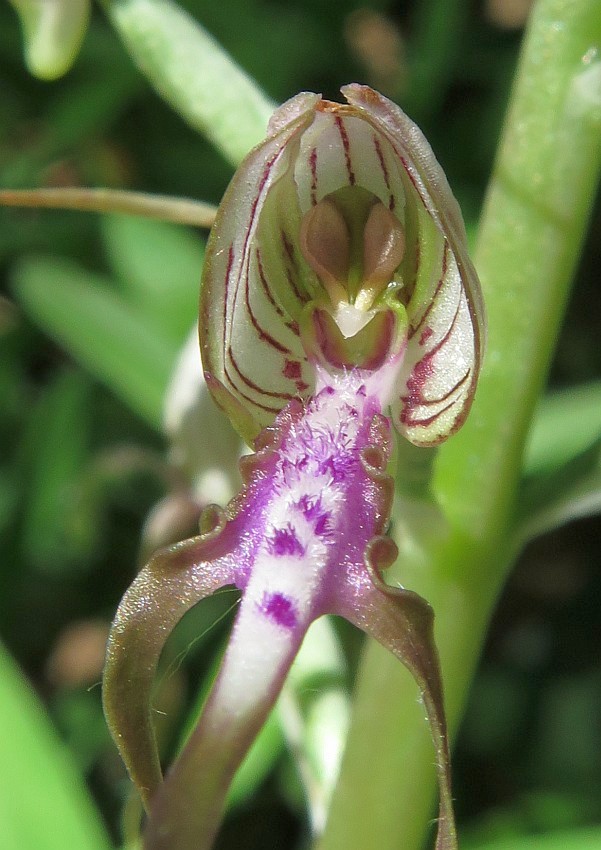 das Gesicht einer Orchidee