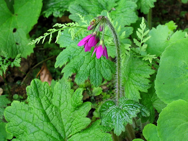 Das Heilglöckel (Cortusa matthioli)