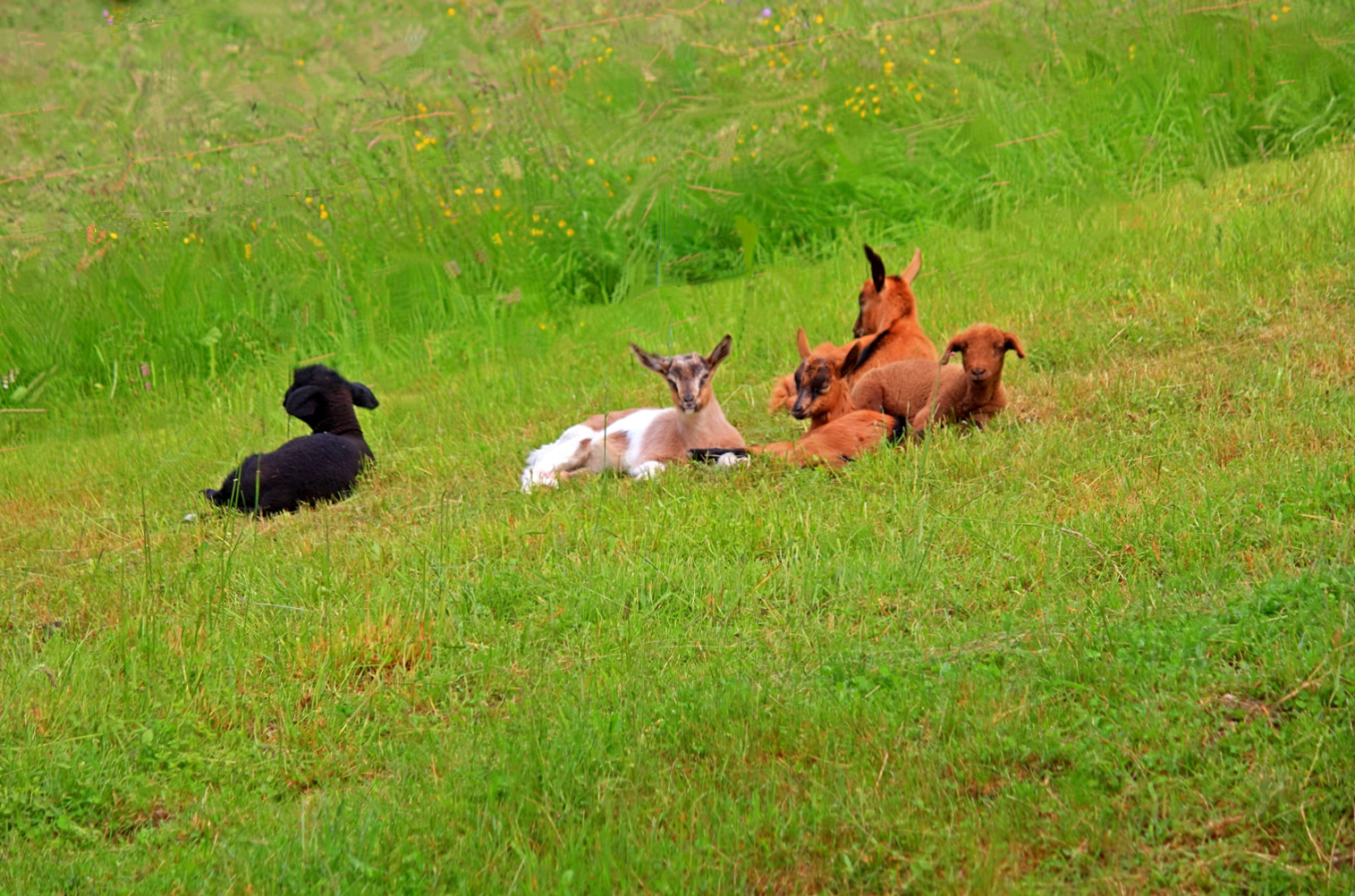 Das schwarze Schaf unter den Ziegen.