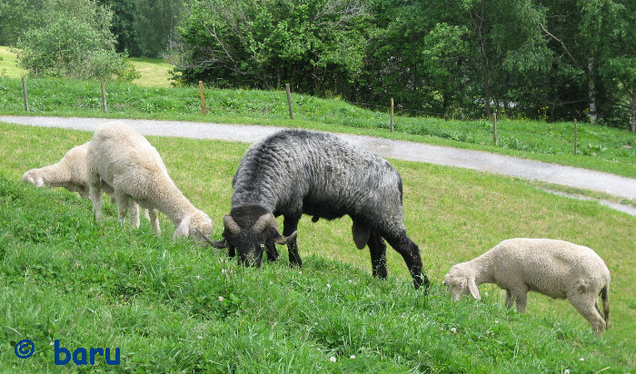 das schwarze Schaf.....