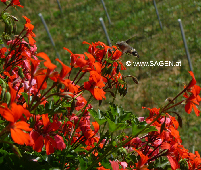 Das Taubenschwänzchen (Macroglossum stellatarum)