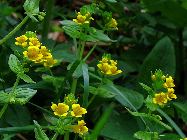 Der Alpenrachen (Tozzia alpina)