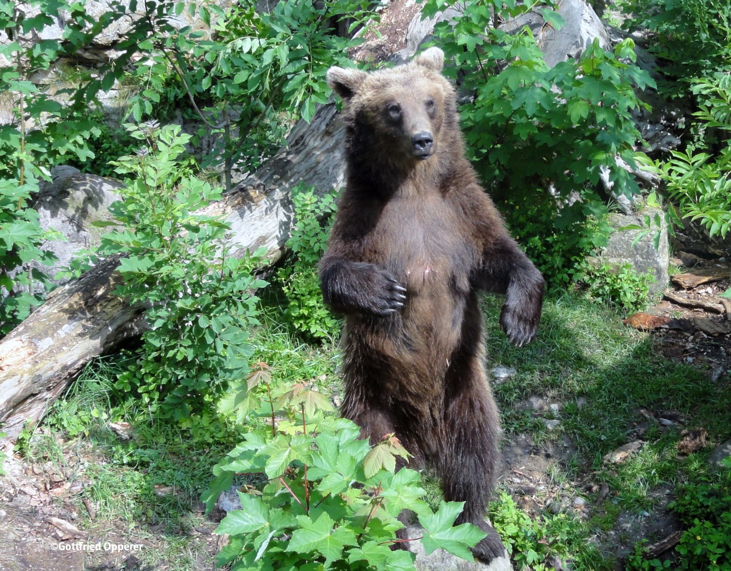 Der Bär "Ander" vom Alpenzoo Innsbruck