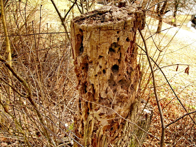 Der Baum - Tod