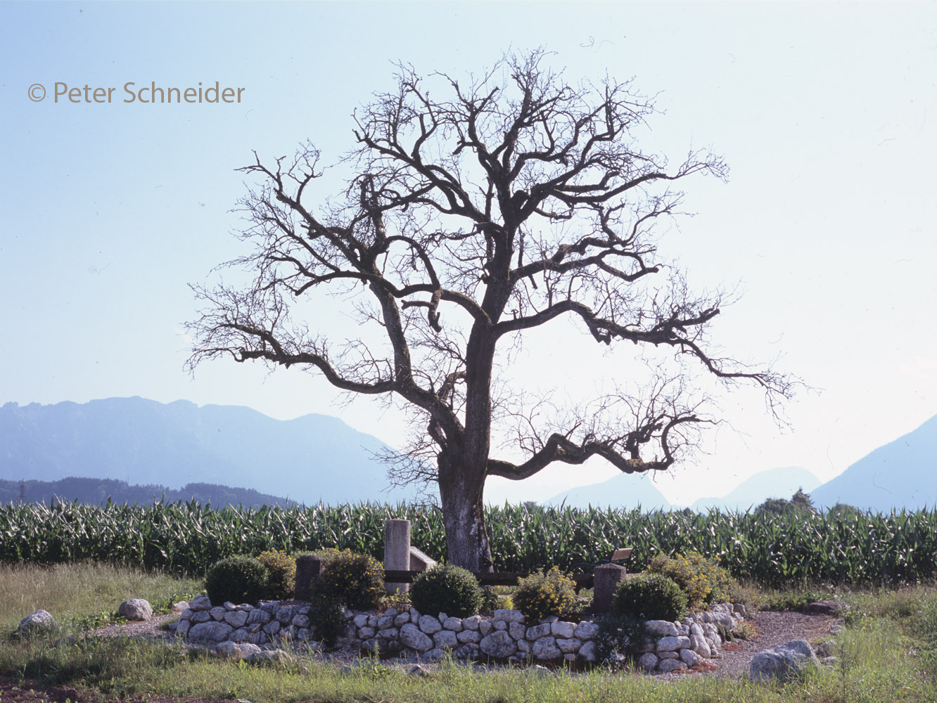 Der Birnbaum auf dem Walserfeld