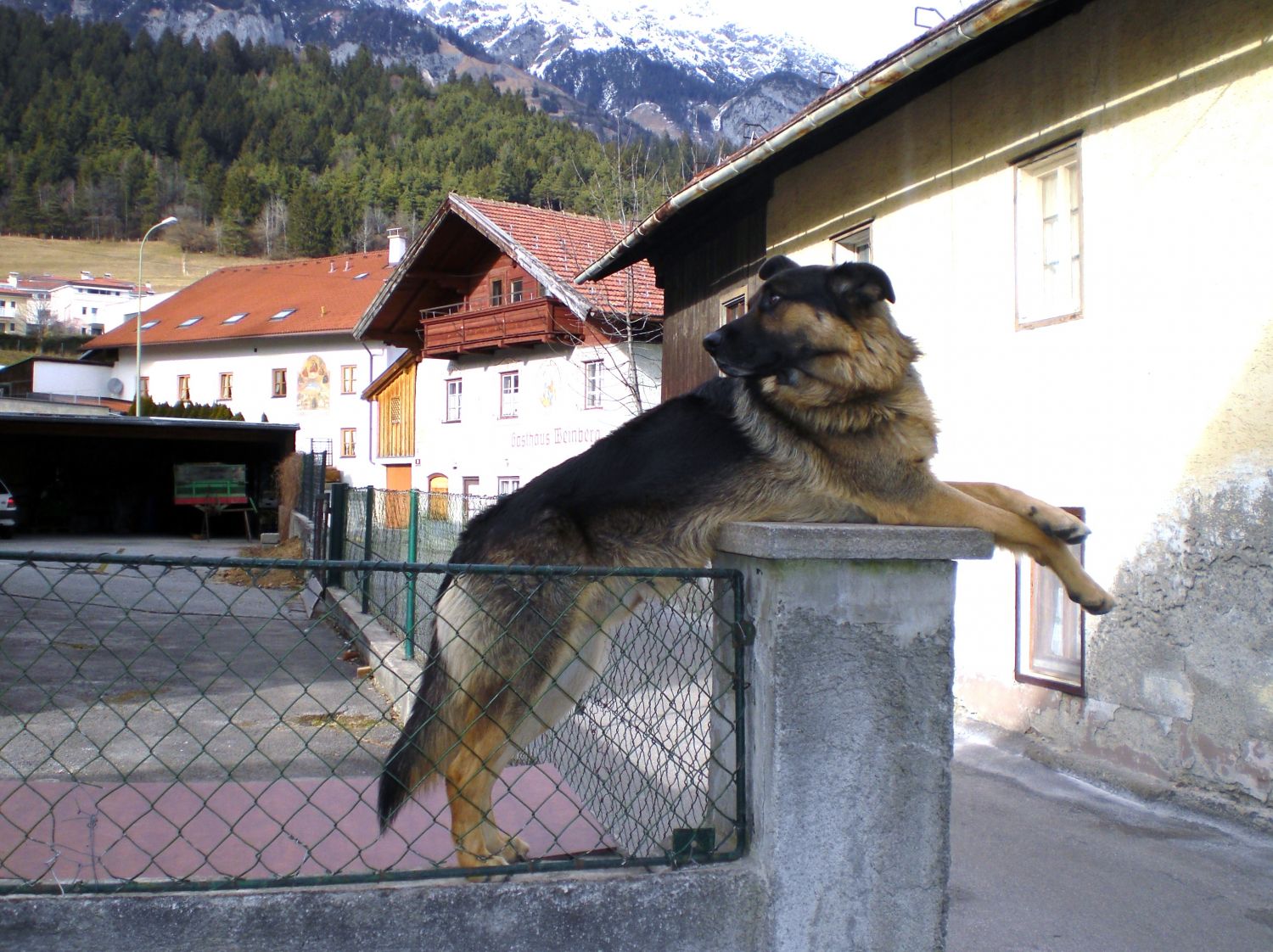 Der Brunnenhund von Arzl