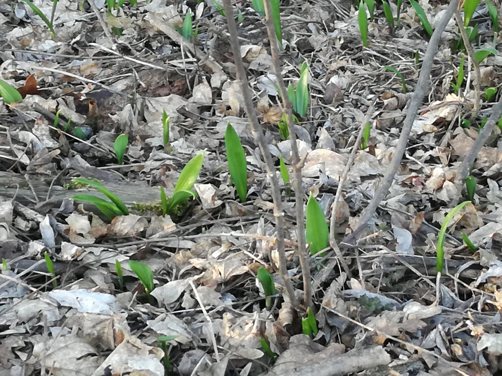 Der erste Bärlauch im Lainzer Tiergarten