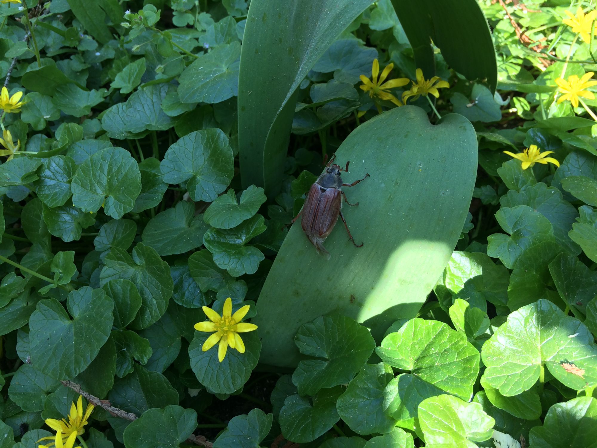 Der erste Maikäfer - im April