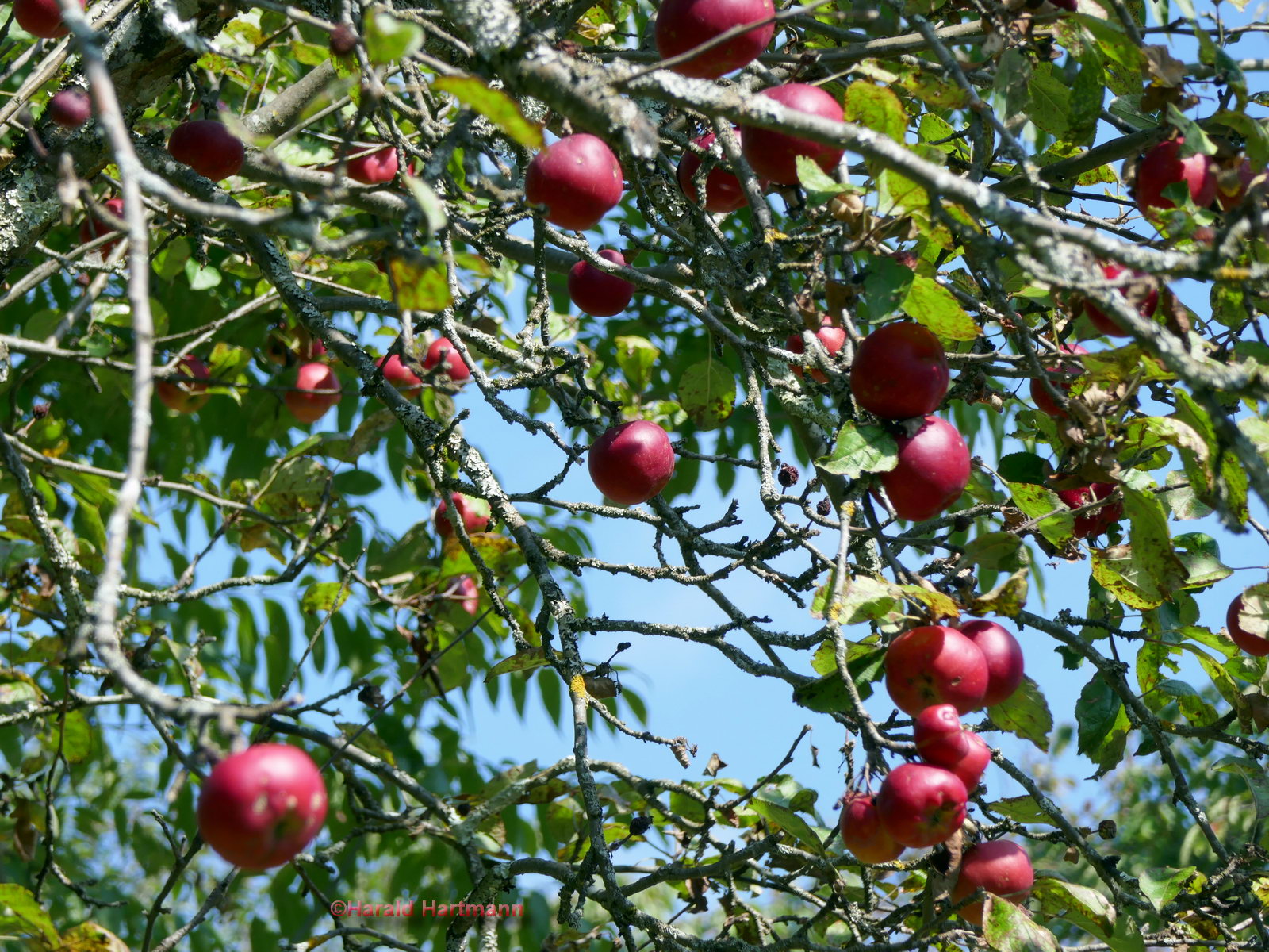 Der Herbst ist da