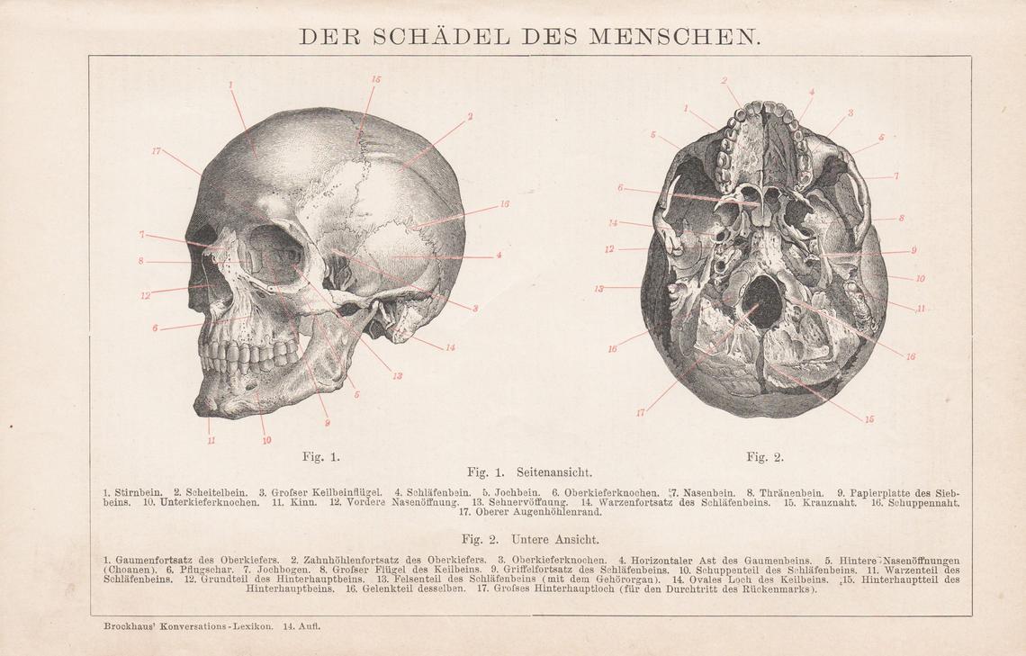 Der menschliche Schädel