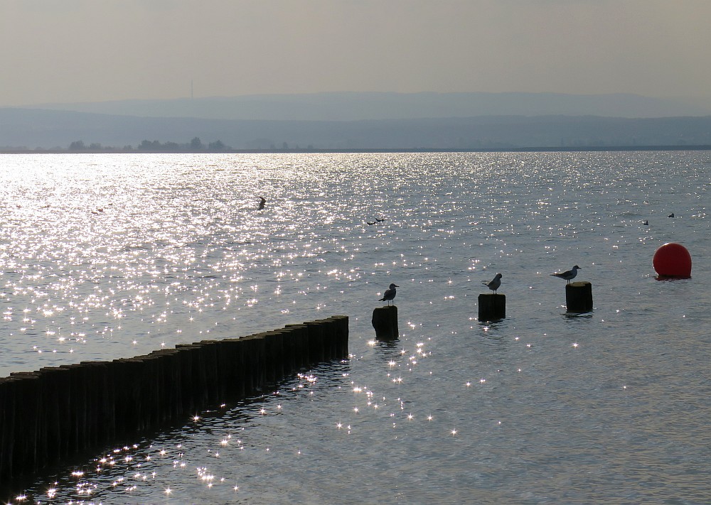 Der Neusiedlersee bei Illmitz