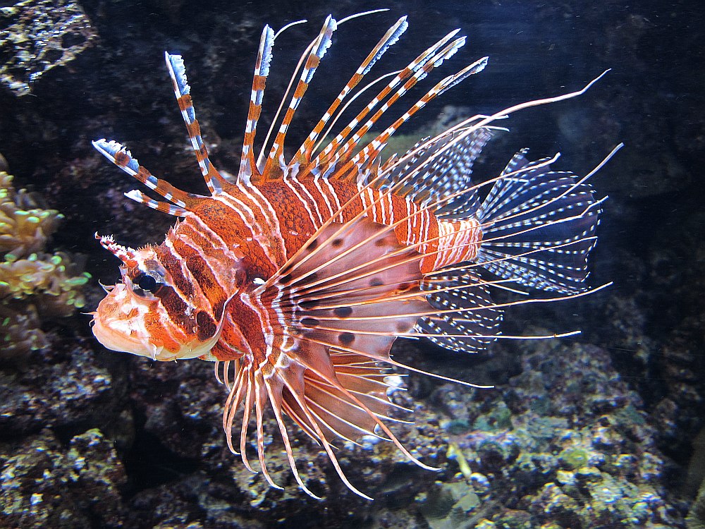 der Prächtigste im Aquarium