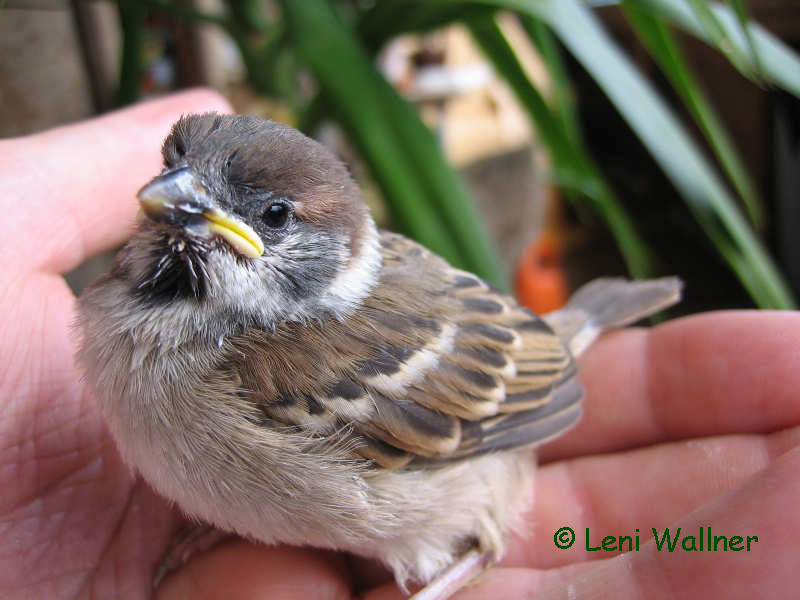 Der Spatz in meiner Hand