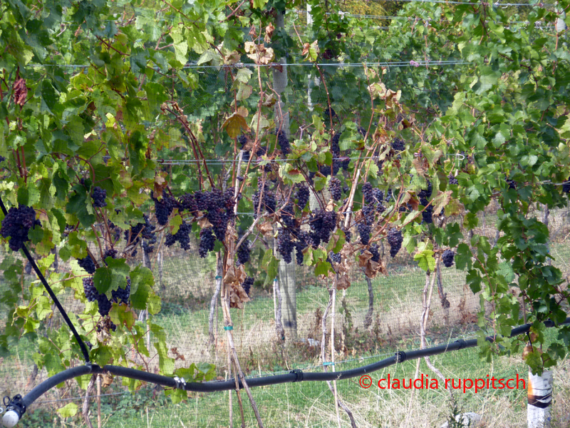 Detail Weinanbau im Similkameen Valley, Kanada