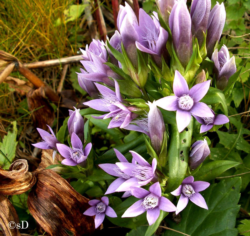 Deutscher Enzian (Gentianella germanica, syn. Gentiana germanica)