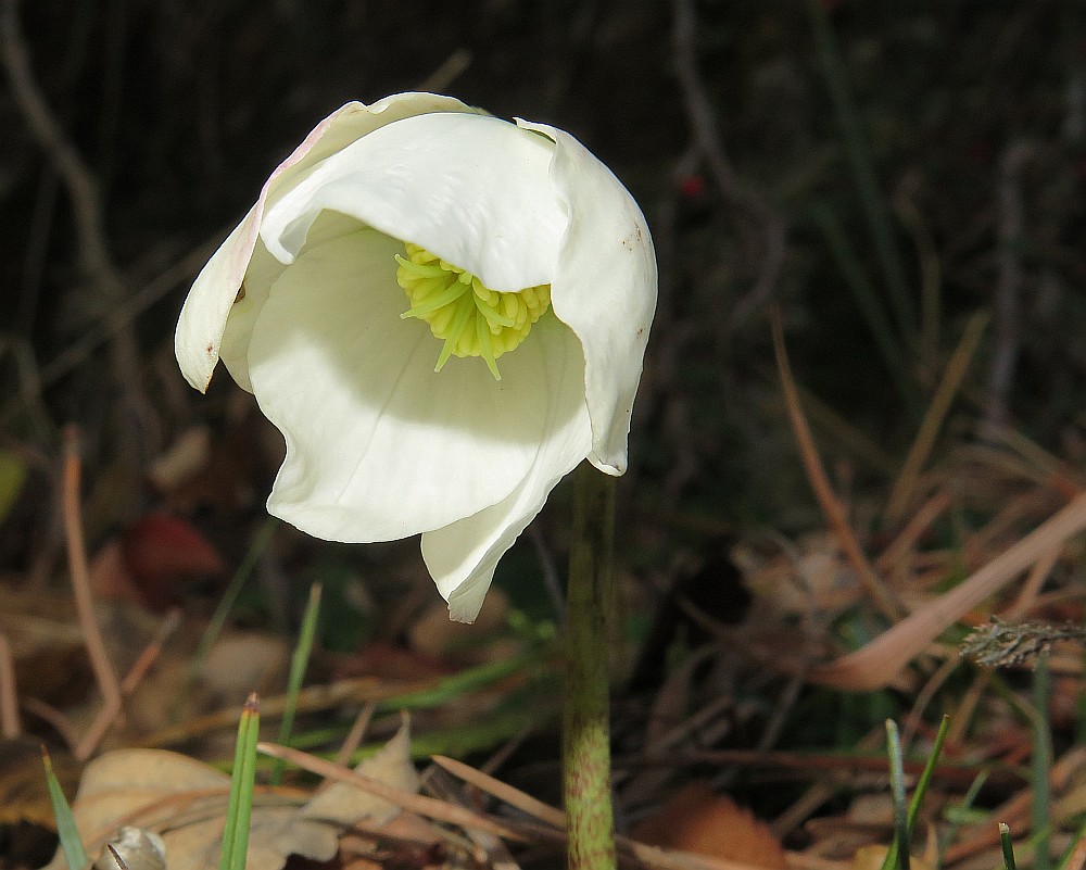 Dezemberschneerose