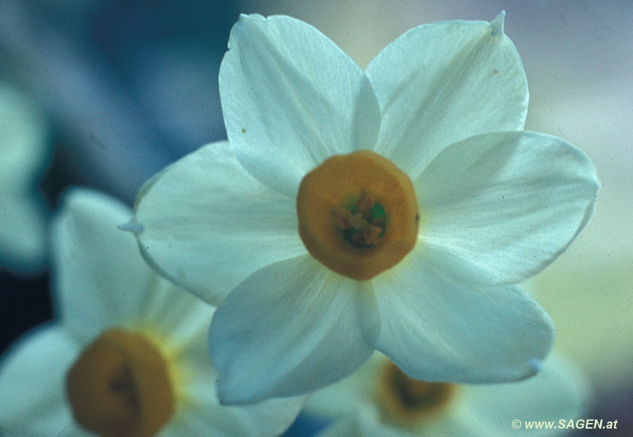 Dichter-Narzisse (Narcissus poeticus)