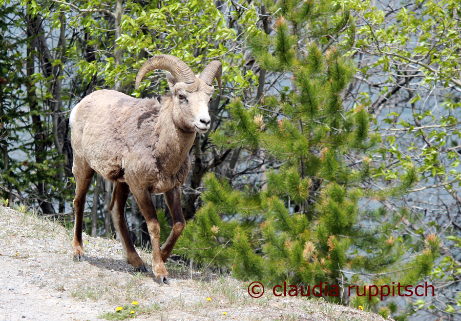 Dickhornschaf, Banff Nationalpark, Kanada