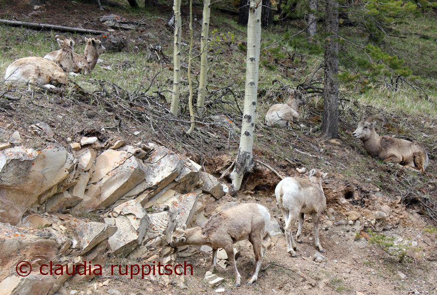 Dickhornschafe, Banff Nationalpark, Kanada