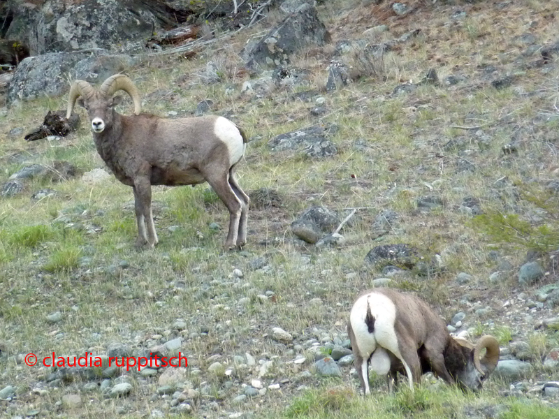 Dickhornschafe im Similkameen Valley, Kanada