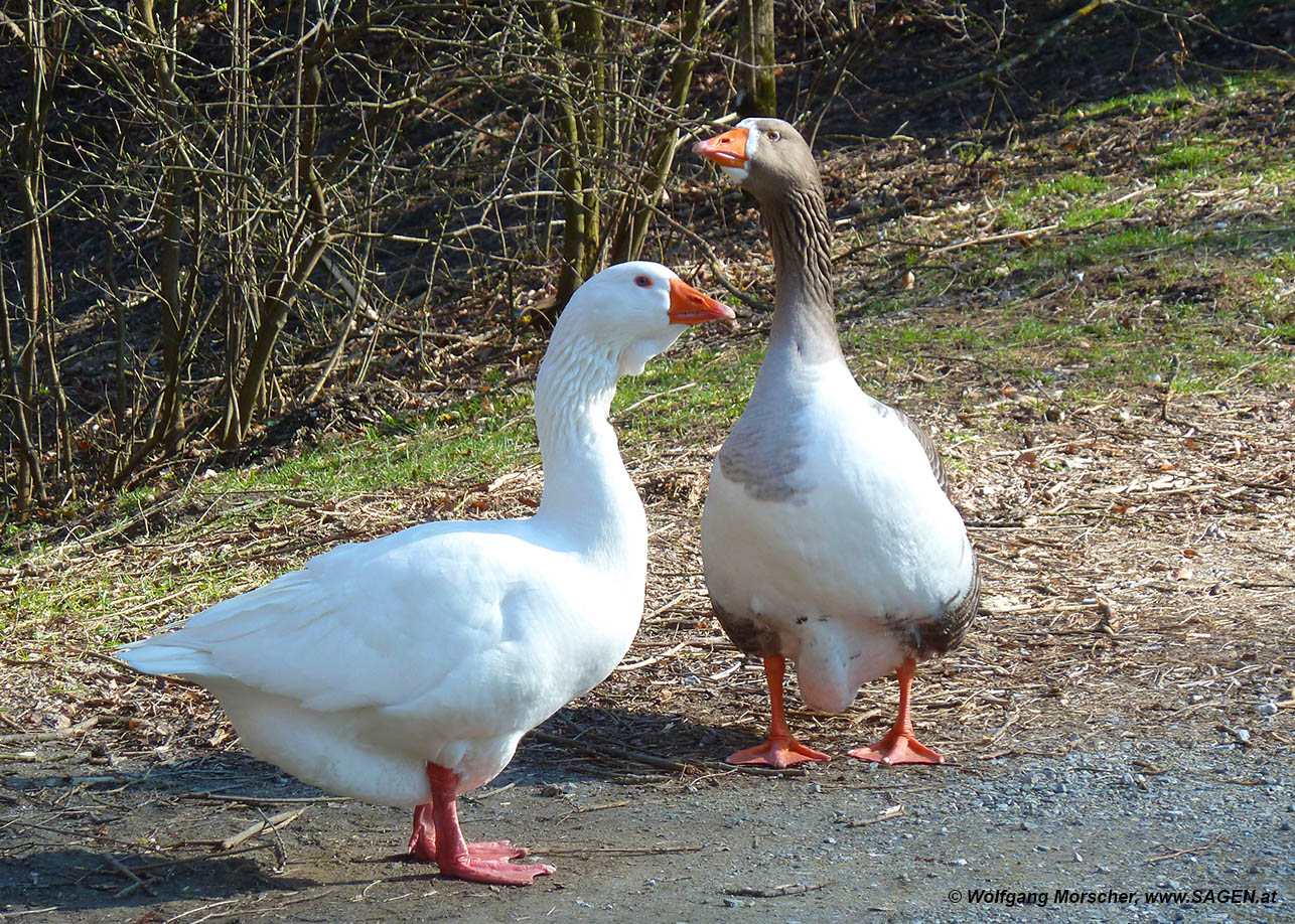 Die Gänse von Schloss Ambras