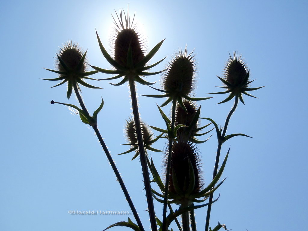 Distel im Sommer