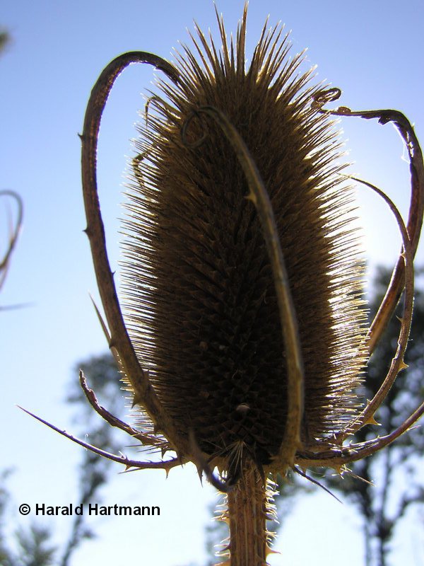 Distel