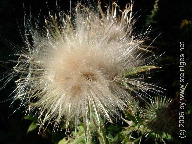 Distel