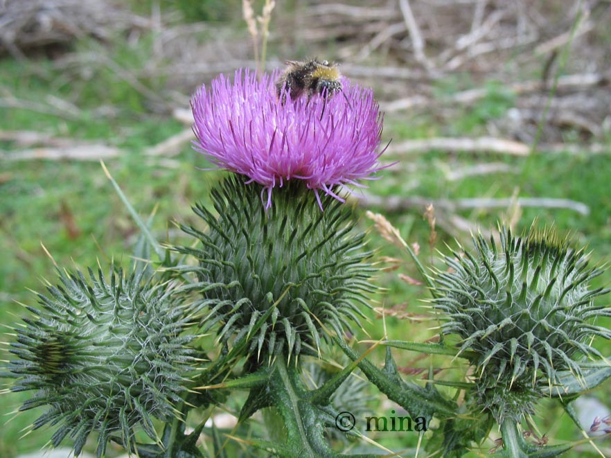 distel