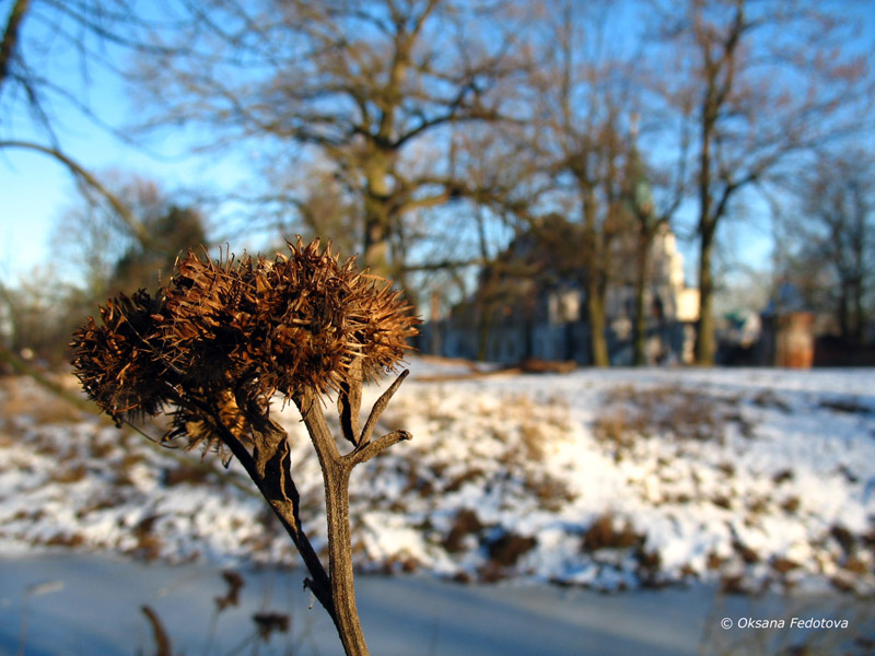 Distel