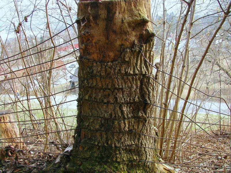 Draht im Baum