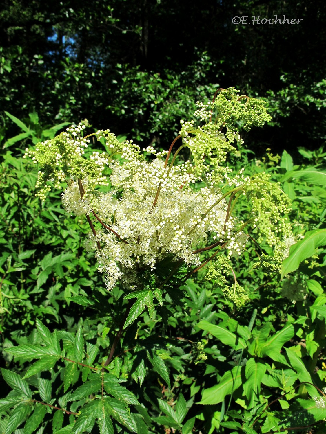 Echtes Mädesüß (Wiesenkönigin)