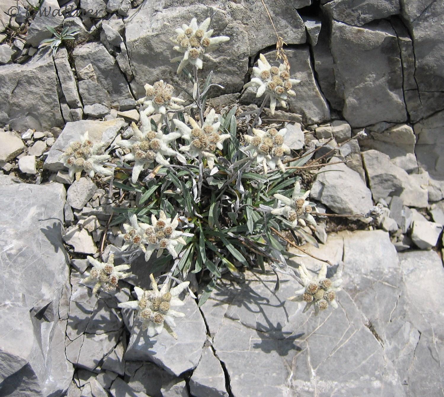 Edelweiß - Leontopodium alpinum