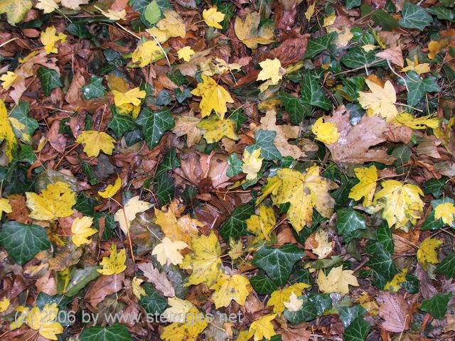 Efeu und Herbstlaub