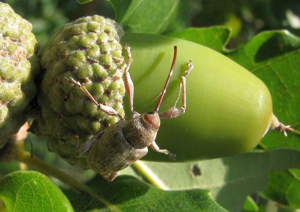 Eichelbohrer Curculio glandium