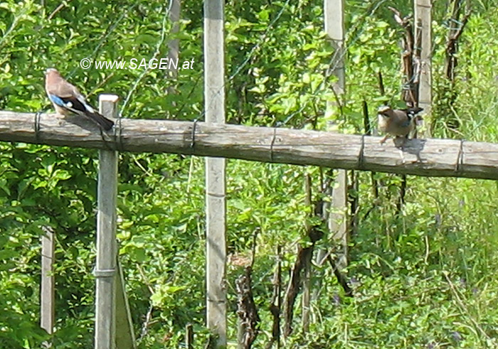 Eichelhäher auf Jagd