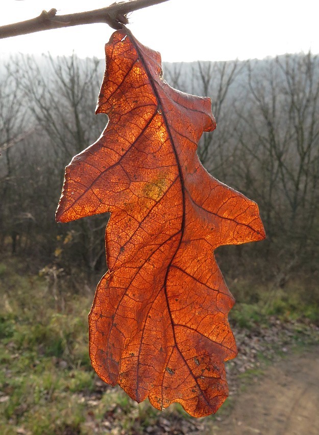 Eichenblatt herbstlich