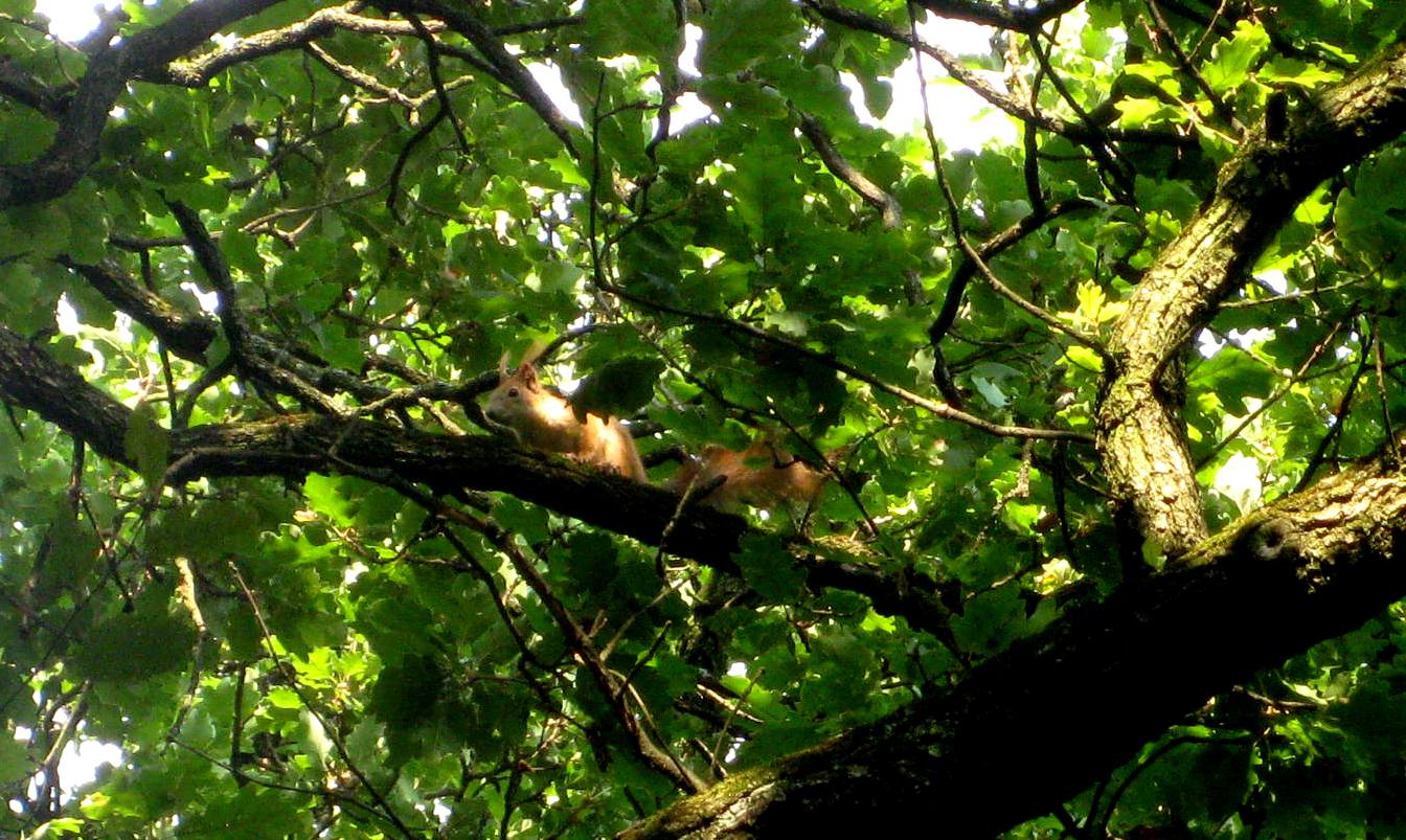 Eichhörnchen. Am Weg zur Burgruine Gösting, Graz